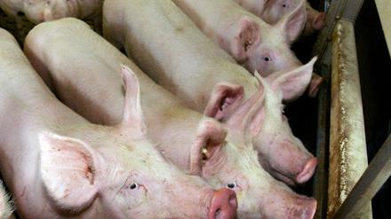 Schweine