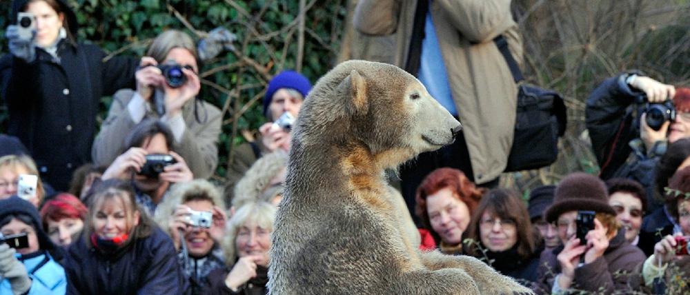 Knut