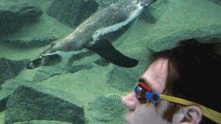 pinguine