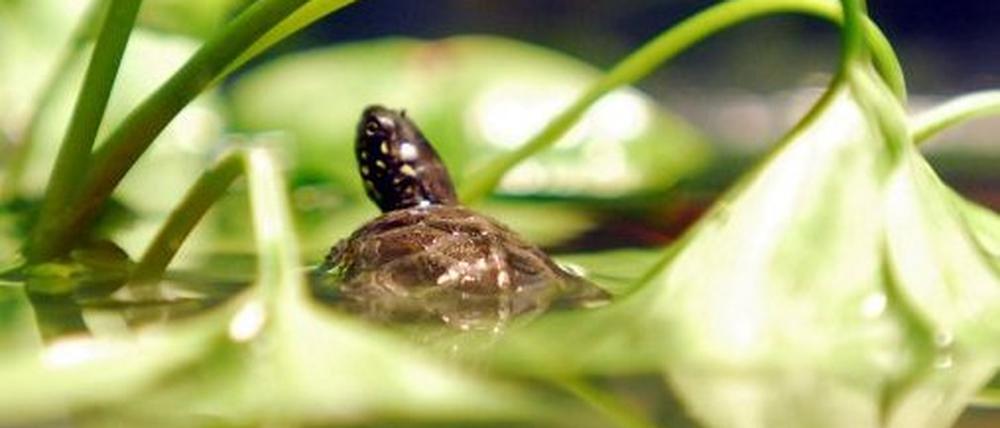 schildkröte