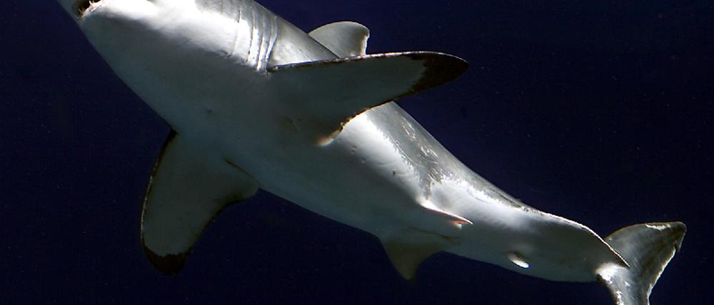 Weißer Hai
