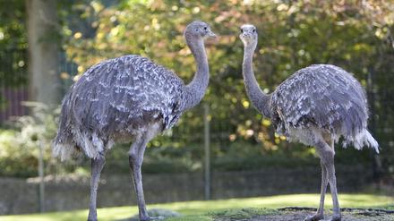 Darwin-Nandus im Zoo in Berlin
