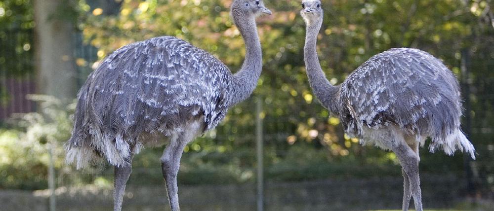 Darwin-Nandus im Zoo in Berlin