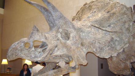 Triceratops