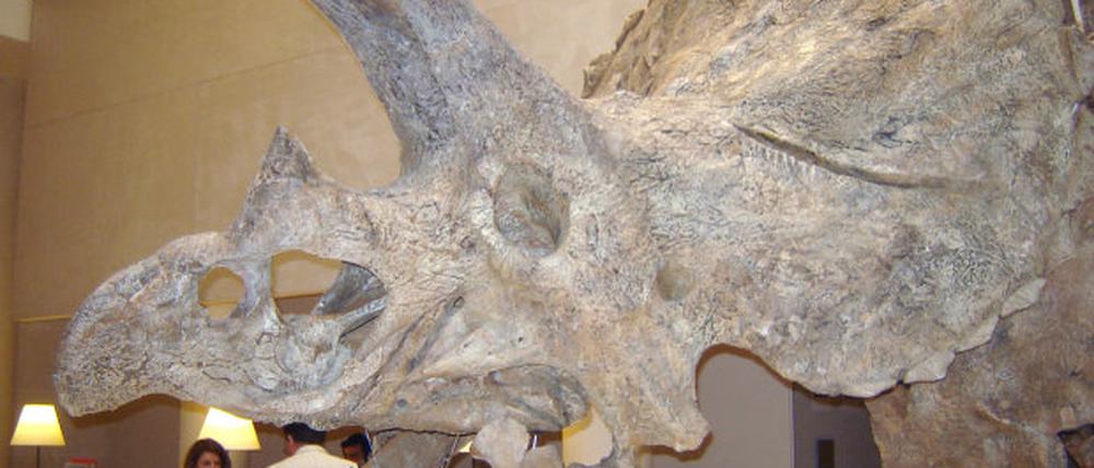 Triceratops