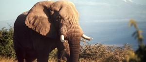 Serengeti