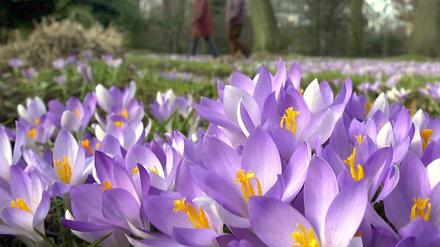 Blüten