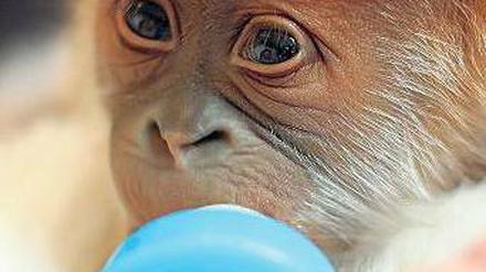 Schmeckt’s? Wie einst Eisbär Knut wird der Orang-Utan-Nachwuchs im Berliner Zoo von Tierpflegern aufgezogen.