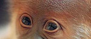 Schmeckt’s? Wie einst Eisbär Knut wird der Orang-Utan-Nachwuchs im Berliner Zoo von Tierpflegern aufgezogen.