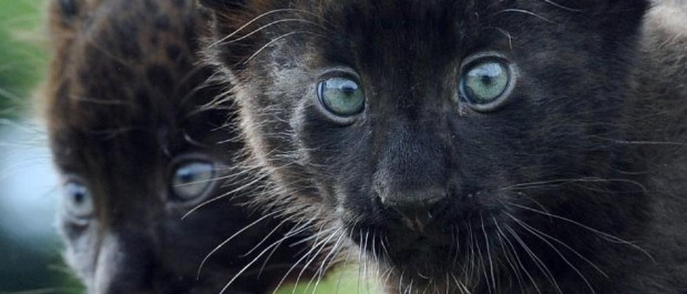 Panther