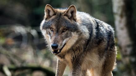 Wolf (Canis lupus) ist in seinem Gehege im Wildpark Schorfheide in Groß Schönebeck (Brandenburg) am 05.04.2016 zu sehen.