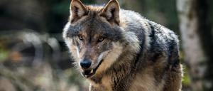 Wolf (Canis lupus) ist in seinem Gehege im Wildpark Schorfheide in Groß Schönebeck (Brandenburg) am 05.04.2016 zu sehen.