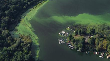 Blick aus der Luft: die Insel Lindwerder.