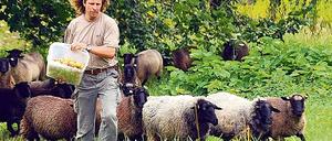 Schafshirte füttert Schafsherde in den Herzbergen im Berliner Bezirk Lichtenberg.