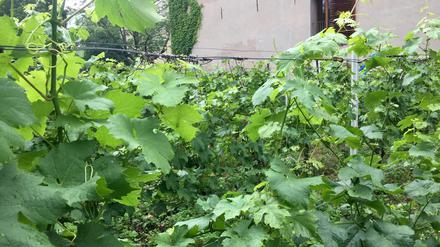 Die Reben des Kreuzberger Weins sind ein Kleinod, die etwas versteckt auf dem Gärtnereigelände des Bezirks am Nordhang des Viktoriaparks wachsen. 