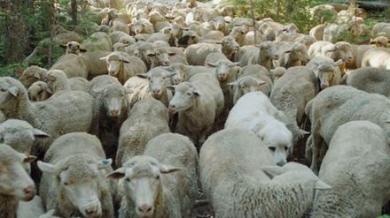 Almauftrieb in Montana. Szene aus dem Dokumentarfilm "Sweetgrass" von 2009.
