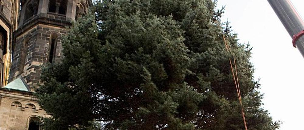 Weihnachtsbaum