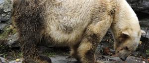 Eisbär Lisa