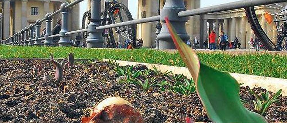 Dax-Unternehmen sollen sich wohlfühlen in Berlin.