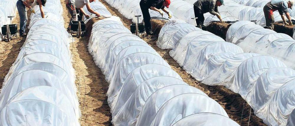 Tunnel der Triebe. Die Folien schützen die Spargelbeete vor Witterungsunbilden. Helfer aus Polen stechen wie hier in Elsholz vielerorts die Spargelstangen.