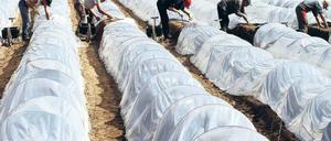 Tunnel der Triebe. Die Folien schützen die Spargelbeete vor Witterungsunbilden. Helfer aus Polen stechen wie hier in Elsholz vielerorts die Spargelstangen.