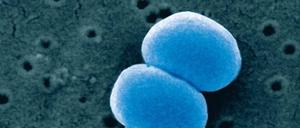 In Gruppen gefährlich. Staphylokokken sind weit verbreitete, meist harmlose Bakterien. Zum Problem werden solche Mikroorganismen, wenn sie zum Beispiel über einen Plastikschlauch in den Körper eindringen und hier „das Blut vergiften“. 