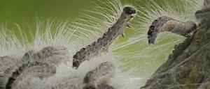 Eichenprozessionsspinner