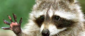 Waschbär