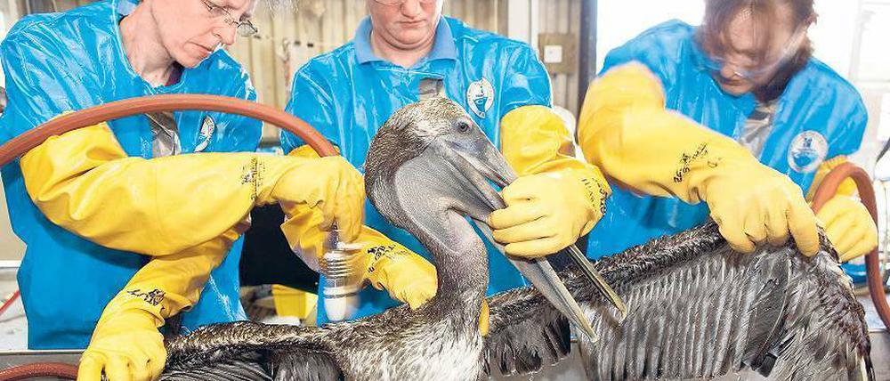 Hilfe für geschädigte Tiere. Experten des internationalen Rettungs- und Forschungszentrums für Vögel in Fort Jackson (US-Bundesstaat Louisiana) säubern einen mit Öl bedeckten Braunpelikan.