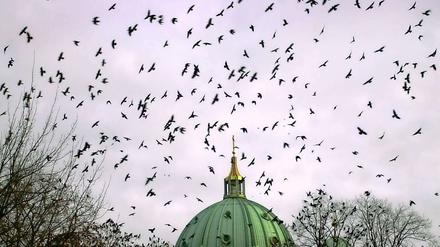 Nebelkrähen über dem Berliner Dom.