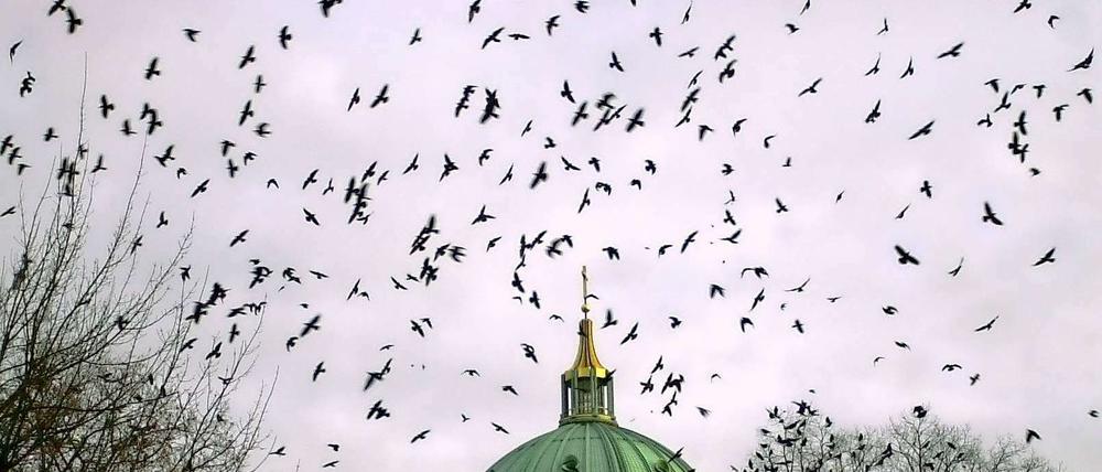 Nebelkrähen über dem Berliner Dom. 
