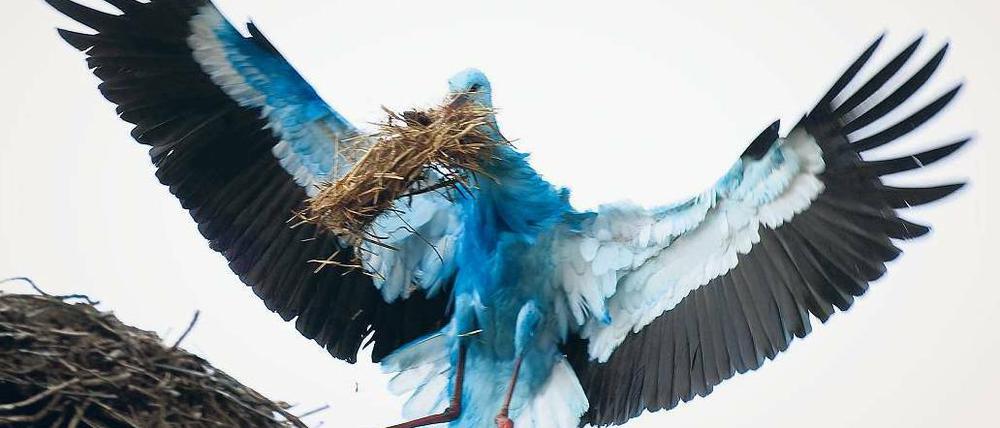 Anflug in Blau. Experten rätseln, woher die Verfärbung des Storchs kommt, der im Landkreis Märkisch-Oderland gesichtet wurde. Foto: ddp