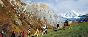 Ganz gemächlich im Haflinger-Treck zum noch fernen Großglockner. 