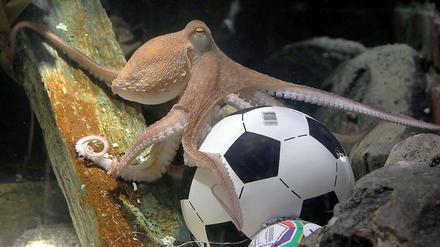 Der Krake Paul und der Fußball - eine überirdische Verbindung?