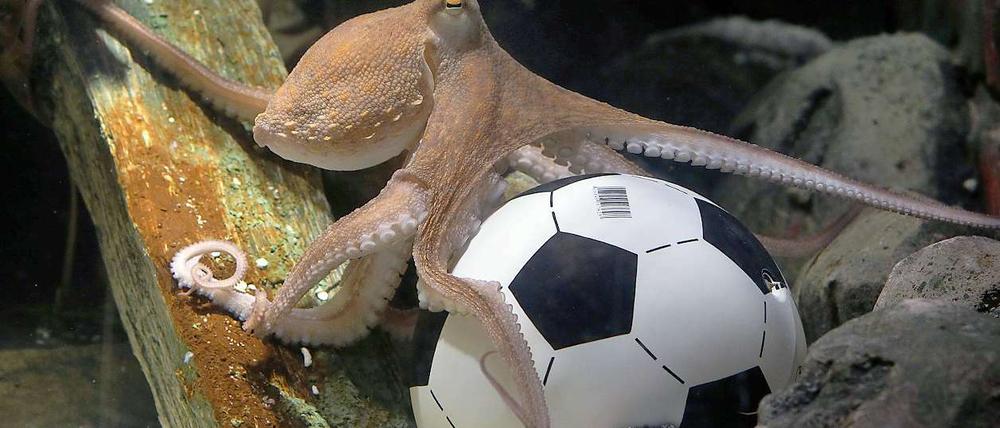 Der Krake Paul und der Fußball - eine überirdische Verbindung?