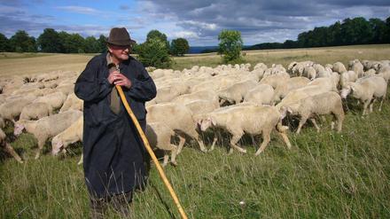 Bei Wind und Wetter. Schäfer Alfred Hacker hütet seine 600 Tiere an 365 Tagen im Jahr. 