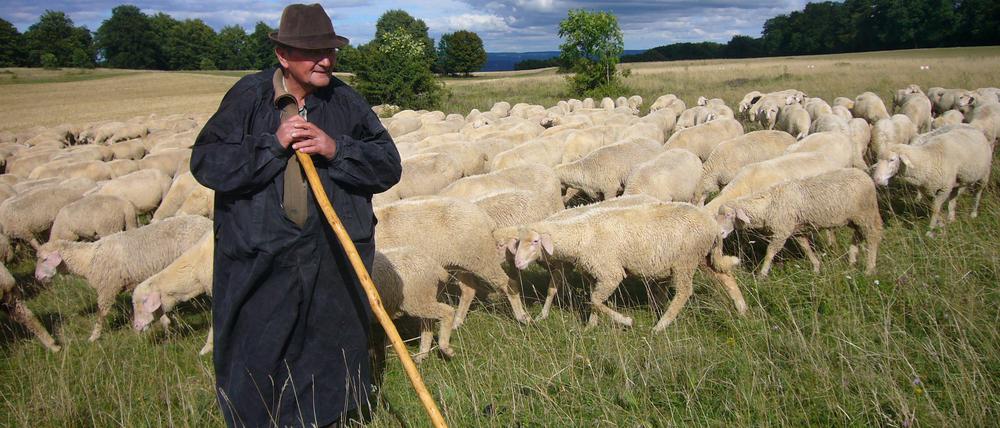 Bei Wind und Wetter. Schäfer Alfred Hacker hütet seine 600 Tiere an 365 Tagen im Jahr. 