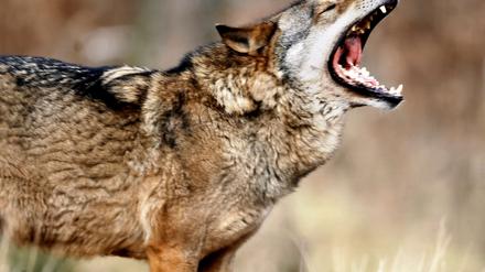 Ein Wolf in Brandenburg - im Wildpark Johannismühle.