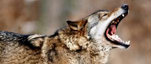 Ein Wolf in Brandenburg - im Wildpark Johannismühle.