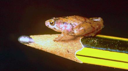So groß wie die Spitze eines Bleistifts ist dieser Frosch, der auf der Insel Borneo lebt.