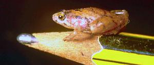 So groß wie die Spitze eines Bleistifts ist dieser Frosch, der auf der Insel Borneo lebt.