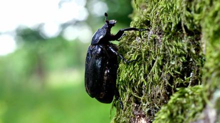 Ein kleiner Käfer macht der Deutschen Bahn zu schaffen. Für Stuttgart 21 dürfen zunächst keine Bäume mehr gefällt werden.