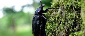 Ein kleiner Käfer macht der Deutschen Bahn zu schaffen. Für Stuttgart 21 dürfen zunächst keine Bäume mehr gefällt werden.