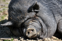 Irgendwie niedlich. Hängebauchschweine sind bei Hobbyhaltern beliebt. In Vietnam werden sie als Nutztiere gezüchtet.