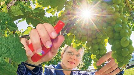 Sorgfältige Handlese ist eine wichtige Voraussetzung für guten Wein. 2010 waren gesunde Trauben wie auf dem Foto in Deutschland rar. Foto: dpa-Zentralbild