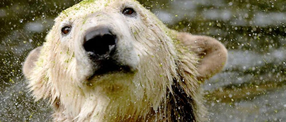 Die Todesursache ist noch unklar. Knut war zu dem Zeitpunkt allein in seinem Gehege, die drei Eisbärinnen, mit denen er sich das Gehege teilte, waren bereits eingesperrt.