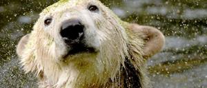 Die Todesursache ist noch unklar. Knut war zu dem Zeitpunkt allein in seinem Gehege, die drei Eisbärinnen, mit denen er sich das Gehege teilte, waren bereits eingesperrt.
