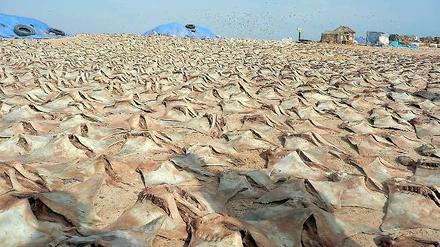 Wie fasst man Hunger in Bilder? Illegal gefangene Fische, die in Nord-Mauretanien zum Trocknen ausgelegt sind. Der legale Fischfang ist in den Händen der Industrienationen.