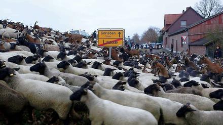 Atomkraftgegner setzen bei der Blockade des Castor-Transports im Wendland auch auf "tierische Unterstützung". Mehrere hundert Schafe und Ziegen waren am Montagnachmittag zwischen Laase und Gorleben auf der nördlichen der beiden möglichen Transportrouten des Castor-Konvois unterwegs.