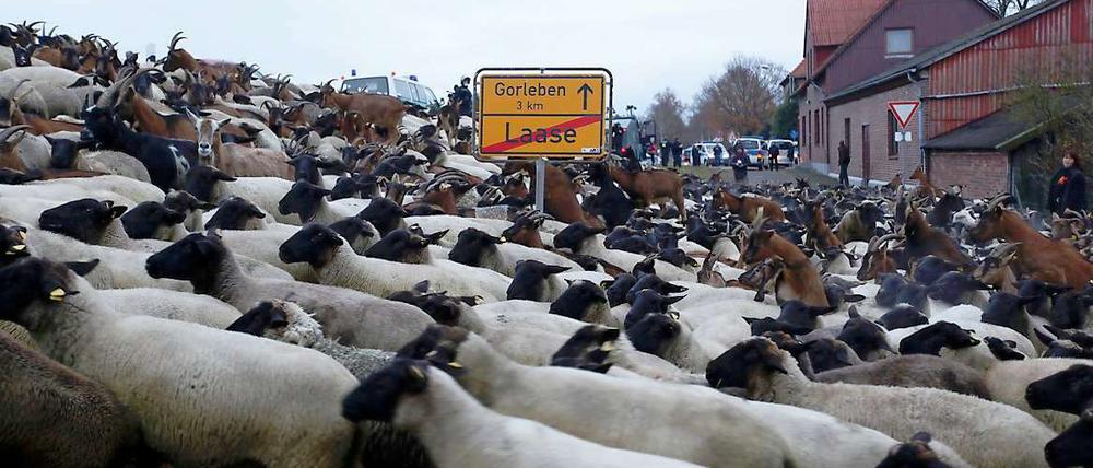 Atomkraftgegner setzen bei der Blockade des Castor-Transports im Wendland auch auf "tierische Unterstützung". Mehrere hundert Schafe und Ziegen waren am Montagnachmittag zwischen Laase und Gorleben auf der nördlichen der beiden möglichen Transportrouten des Castor-Konvois unterwegs.